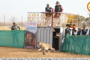 Madhya Pradesh Approves Release of Two Cheetahs in Gandhi Sagar, Forest Crime Control Center to Come Up in Bhopal