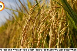 Record Rice and Wheat Stocks Boost India’s Food Security, Ease Supply Concerns