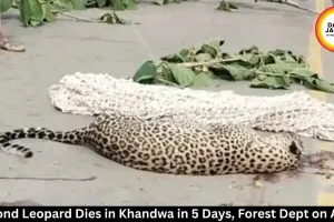  Second Leopard Dies in Khandwa in 5 Days, Forest Dept Alert