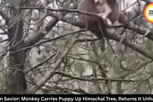 Monkey carries puppy up tree in Himachal's Mandi | Watch