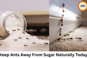 Ants Invading Your Sugar Container During Monsoon? Try These Simple Home Remedies