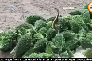 Cobra Hidden in Bitter Gourd Pile Bites Shopper at Bilaspur Vegetable Market