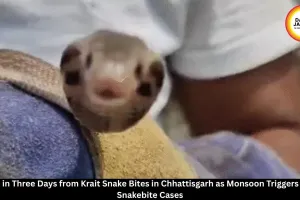 Krait Snake Bites Claim Six Lives in Three Days in Chhattisgarh; Children Among Victims as Monsoon Triggers Rise in Snakebite Cases