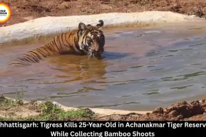  Chhattisgarh Tigress Kills Youth in Achanakmar Tiger Reserve