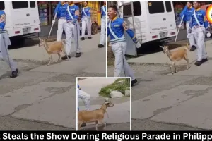 Goat Steals the Show During Religious Parade in Philippines