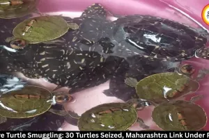 Indore Turtle Smuggling: 30 Turtles Seized, Maharashtra Link Probed