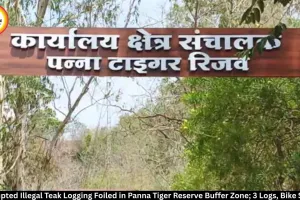 Panna Tiger Reserve: Illegal Teak Cutting Foiled, 3 Logs Seized