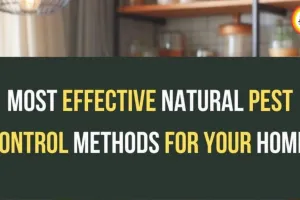 Natural Monsoon Cleaning Hacks: Pest Control Tips for Indian Homes