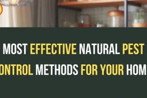 Natural Monsoon Cleaning Hacks: Pest Control Tips for Indian Homes 2026