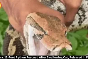 Pendra: 12-Foot Python Rescued, Released in Forest