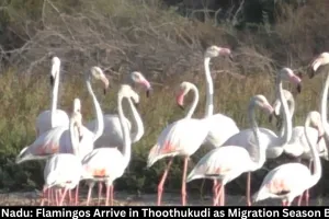 Tamil Nadu: Flamingos Arrive in Thoothukudi Wetlands